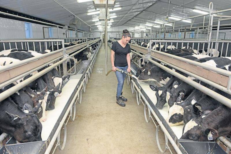 Depuis le 1er janvier 2016, l’industrie du veau de lait au Québec n’est plus assujettie au programme d’Assurance stabilisation des revenus agricoles (ASRA). Photothèque | Le Courrier ©