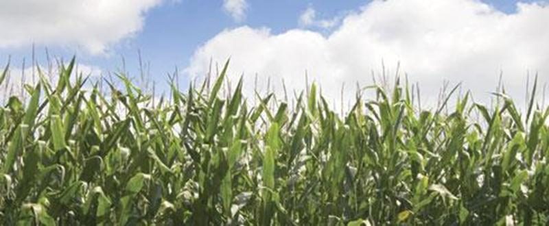 Malgré une première récolte plus difficile, les producteurs de maïs sucré ne craignent pas pour la qualité des épis à venir.