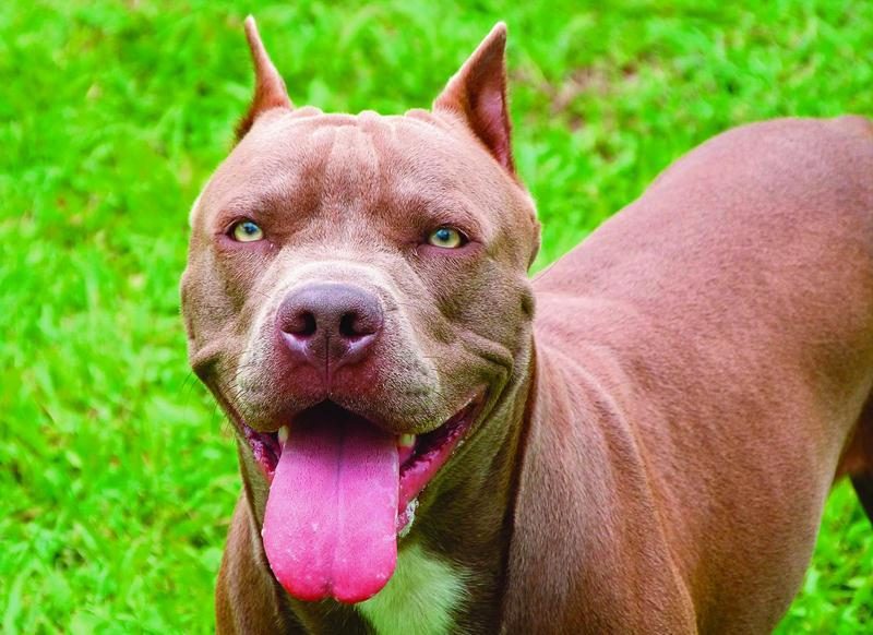 Pour l’instant, il n’est pas question de bannir les pitbulls à Saint-Hyacinthe.