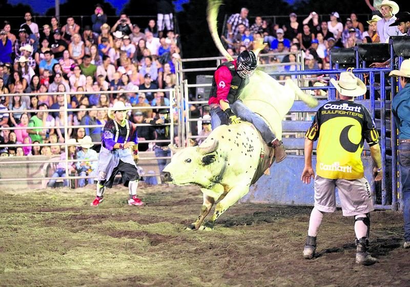 Au rang des spectacles équestres, le rodéo extrême met en scène les cowboys et les cowgirls les plus talentueux de la province. Photo Robert Gosselin | Le Courrier ©