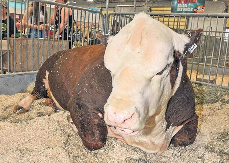 La vedette animale de la présente édition a été Harold, le plus gros taureau de race Hereford. Les visiteurs étaient invités par le biais d’un concours à découvrir son poids. La réponse : ce bovin âgé de 5 ans et demi pèse 2 662 livres ou 1,2 tonne. Photo François Larivière | Le Courrier ©