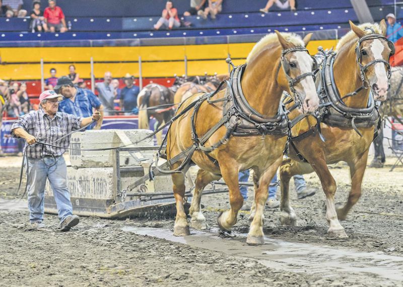 Les spectacles de chevaux sont une tradition à l’Expo. Pour cette 181e édition, des épreuves de tire de chevaux se tenaient à l’aréna L.P.-Gaucher.