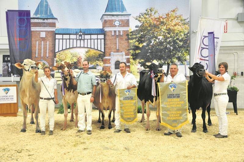 Les plus beaux spécimens de cinq races de bovins laitiers ont foulé le tapis du Suprême Laitier de Saint-Hyacinthe, du 22 au 24 août. Photo courtoisie