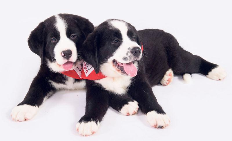 La formation d’un chien Mira coûte en moyenne 30 000 $. Photo courtoisie