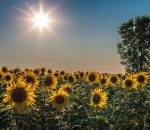 La biodiversité, le nerf de la guerre pour l’agriculture moderne