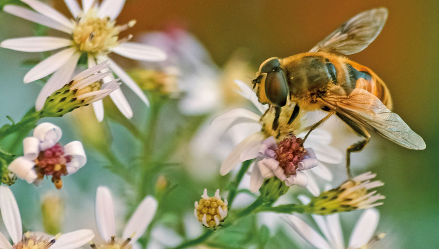 Les pollinisateurs remplissent un rôle essentiel pour le maintien de la biodiversité et de la productivité agricole. Ils constituent aussi un indicateur de la santé d’une région donnée et de l’état de sa biodiversité. La santé environnementale du territoire est donc un aspect des plus importants pour les apiculteurs et la biodiversité de leur région assure la survie de leur métier. Photo Hugues Vanier | MRC des Maskoutains  ©