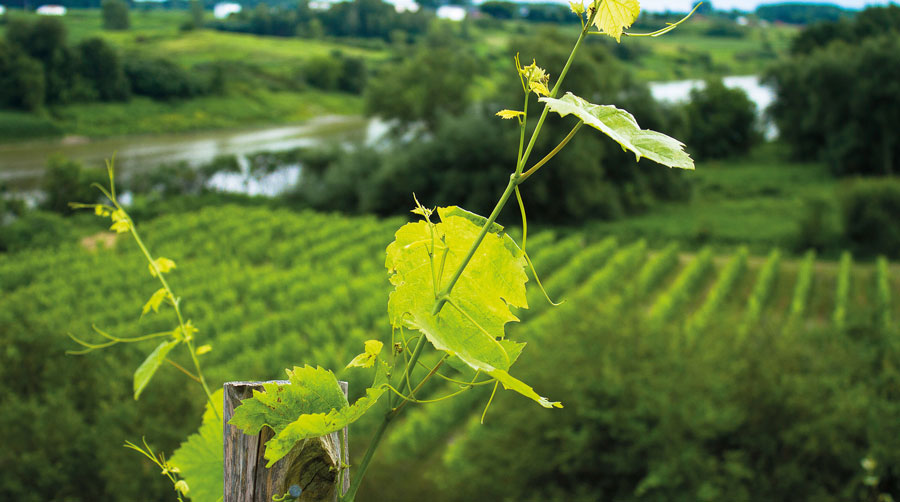 « Un écosystème sain pour une vigne saine », telle est la devise du Domaine du Nival. Les propriétaires ont toujours eu comme objectif la cohabitation avec les environnements qui entourent leur exploitation, que ce soit les fossés naturalisés ou les boisés. C’est dans le maintien de cette biodiversité que réside le secret d’un système de culture équilibré, sain et autonome, affirme le producteur. Photo Jean-Guy Dorris | MRC des Maskoutains  ©