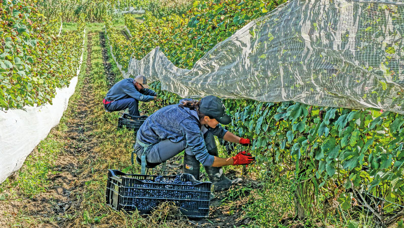Ces vignes sont cultivées sans produits chimiques de synthèse. Les producteurs misent plutôt sur plusieurs pratiques biodynamiques. Ainsi, ils suivent les rythmes intrinsèques de la nature, tout en s’appliquant à rendre leur sol vivant. De plus, la culture de la vigne en petites parcelles évite le recours à une mécanisation excessive, ce qui contribue au maintien d’un sol de qualité. Photo Agathe Poisson | MRC des Maskoutains©