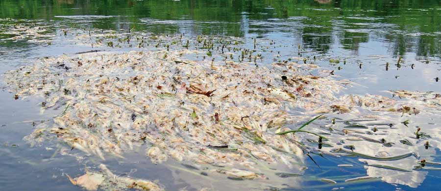 Non, ceci n’est pas une photo d’archives. Il s’agit de l’état de la rivière Yamaska ce mardi, tel que l’a constaté un pêcheur dans les environs du Rapide-Plat. Photo gracieuseté