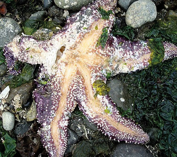 Le syndrome de dépérissement des étoiles de mer a déjà décimé plus de 80 % des individus de certaines espèces. Photo gracieuseté