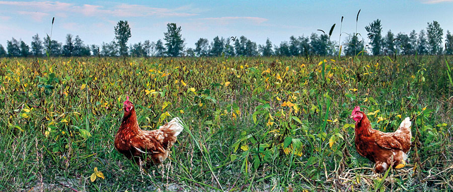 La culture biologique pratiquée à la Ferme J. R. favorise grandement l’amélioration de la biodiversité d’un territoire. Cette méthode culturale, interdisant les applications de pesticides, d’engrais chimiques et l’utilisation de semences OGM, permet à la faune, à la flore, aux insectes et aux microorganismes du sol de vivre et de se développer dans un environnement sain. Photo Laurent Jourdain | MRC des Maskoutains ©
