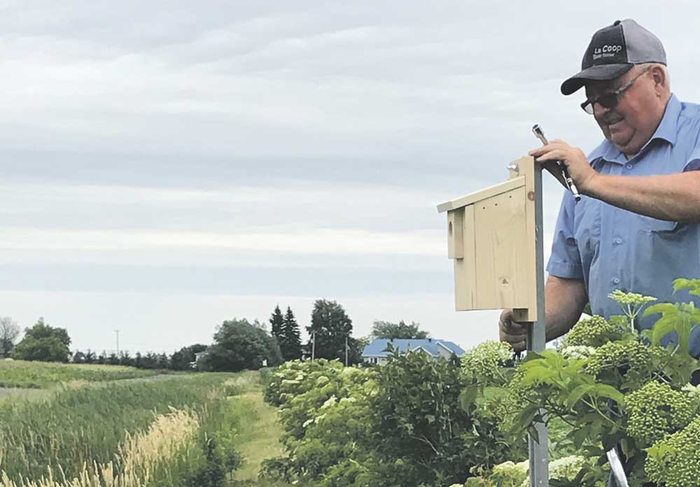 Gaétan Jodoin installe un nichoir à hirondelles bicolores sur sa terre. M. Jodoin s’implique bénévolement au sein du Comité de bassin versant du ruisseau Corbin, à Saint-Damase. Photo Anolise Brault