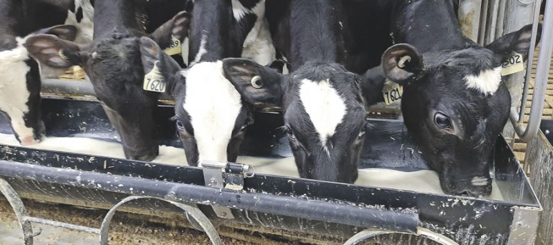 Les débouchés pour le veau de lait et de grains du Québec se raréfient présentement. Photo Les Producteurs de bovins du Québec