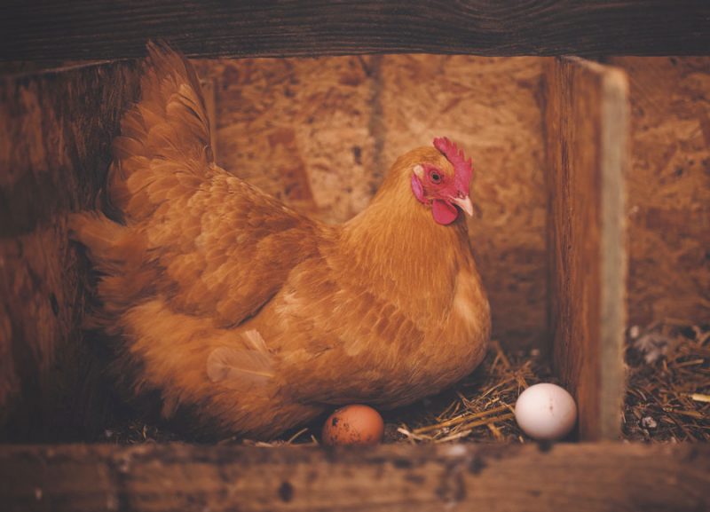 Êtes-vous de ceux qui aimeraient aller chercher leurs œufs frais chaque matin dans leur cour arrière?