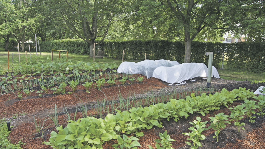 La zone de plantation du Jardin de partage 2020, au Jardin Daniel A. Séguin, est de 1700 pieds carrés. Photo gracieuseté