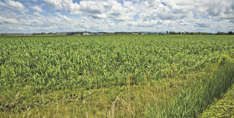La CPTAQ laisse entrevoir un autre rejet de la demande d’agrandissement du parc industriel Olivier-Chalifoux en zone agricole, ce qui risque de compromettre le projet d’Exceldor. Photo François Larivière | Le Courrier ©