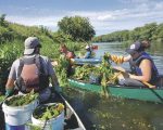 Reprise de l’opération de contrôle de la châtaigne d’eau sur la Yamaska