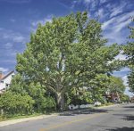 Inquiétude pour les arbres maskoutains