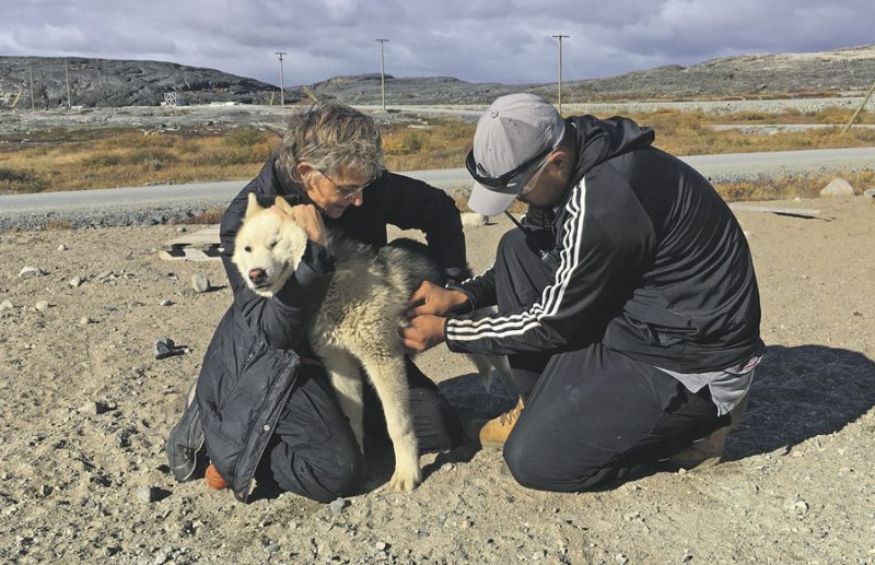 Des vétérinaires du CHUV visitent les communautés autochtones du Nunavik et de la Baie-James chaque année pour vacciner les chiens nordiques contre la rage. Photo gracieuseté