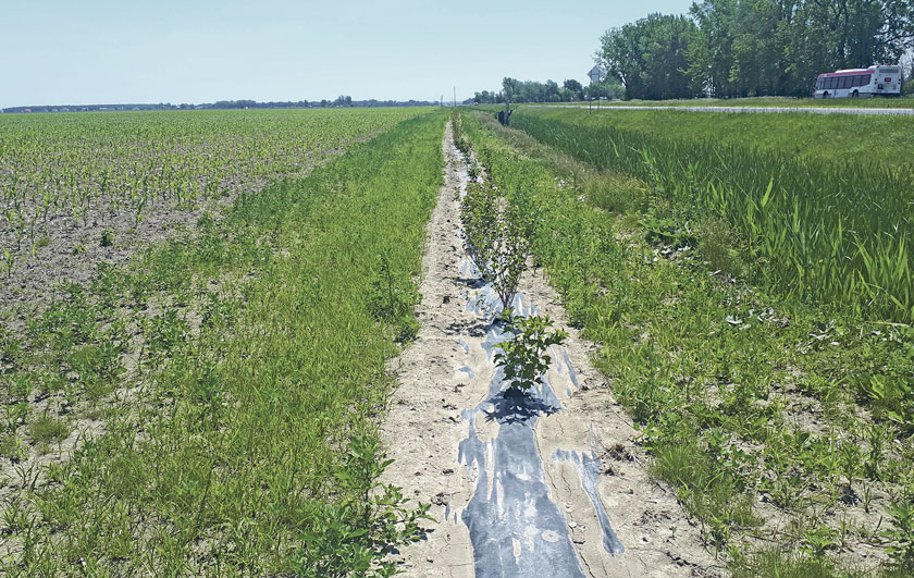 La Ferme Jocelyn Michon, de La Présentation, a participé au programme ALUS Montérégie en plantant une bande fleurie pour pollinisateurs et une haie arbustive. Photo gracieuseté