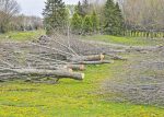 Pourquoi planter des arbres quand on pourrait les conserver?