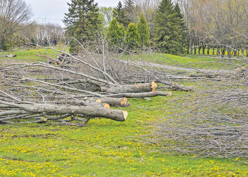 Des dizaines d’arbres matures ont été coupés au Domaine sur le Vert.Photo François Larivière | Le Courrier ©