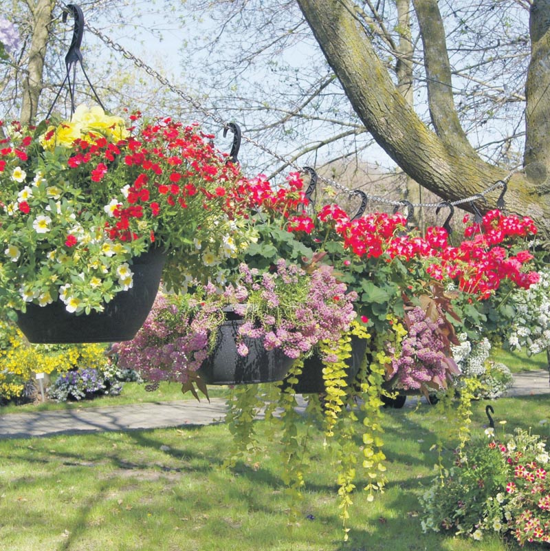 Il sera possible de se procurer une grande variété de fleurs et de plantes au Jardin Daniel A. Séguin lors de son Marché du printemps du 20 au 22 mai. Photo gracieuseté