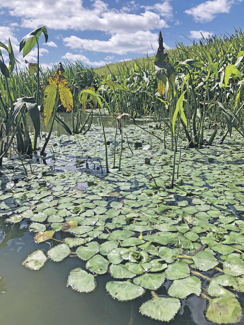 Les efforts de contrôle de la châtaigne d’eau se poursuivront cet été sur la rivière Yamaska. Si vous apercevez cette plante exotique envahissante, l’OBV Yamaska vous invite à l’arracher.Photo gracieuseté