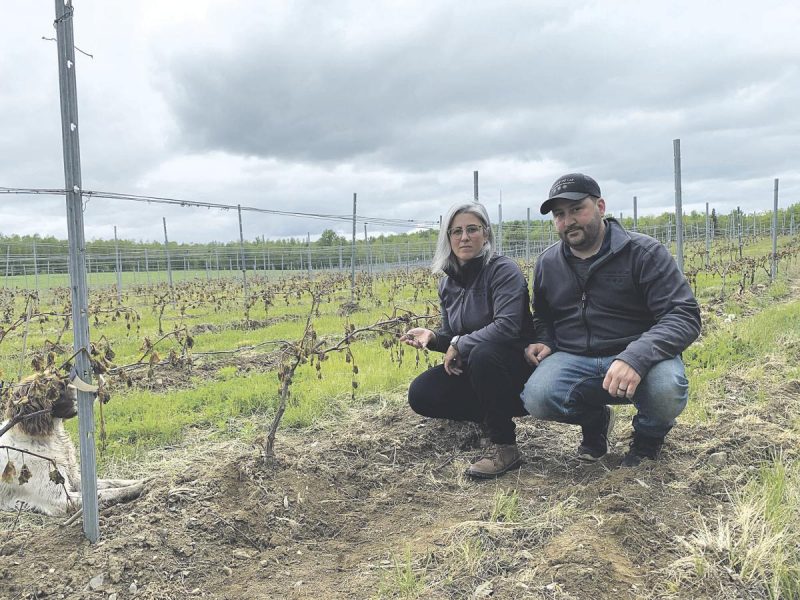 Zoé Bisaillon et Nicolas Baron, propriétaires du Domaine du Cap, ne pourront pas produire de vin cette année à cause du gel survenu durant la nuit, à la fin mai. Photo gracieuseté