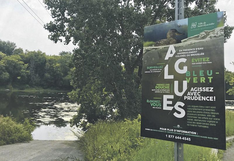 La Ville de Saint-Hyacinthe a affiché une mise en garde sur la présence d’algues bleu-vert dans la rivière Yamaska en mentionnant qu’elles sont « naturellement présentes dans les plans d’eau depuis plusieurs années ». Photo gracieuseté