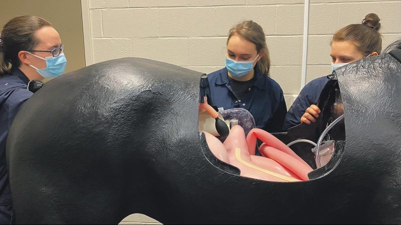 La Faculté de médecine vétérinaire de Saint-Hyacinthe dispose déjà de quelques mannequins, comme un cheval, qui facilitent l’apprentissage du fonctionnement des systèmes digestif et reproductif. Photo gracieuseté