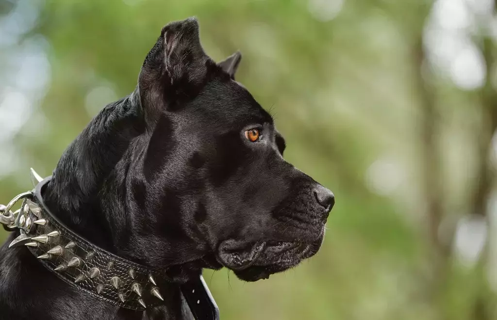 L’un des chiens visés par l’interdiction de la Ville de Saint-Pie est de race cane corso. Photo pixabay