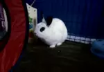 Un lapin en fuite à Saint-Pie