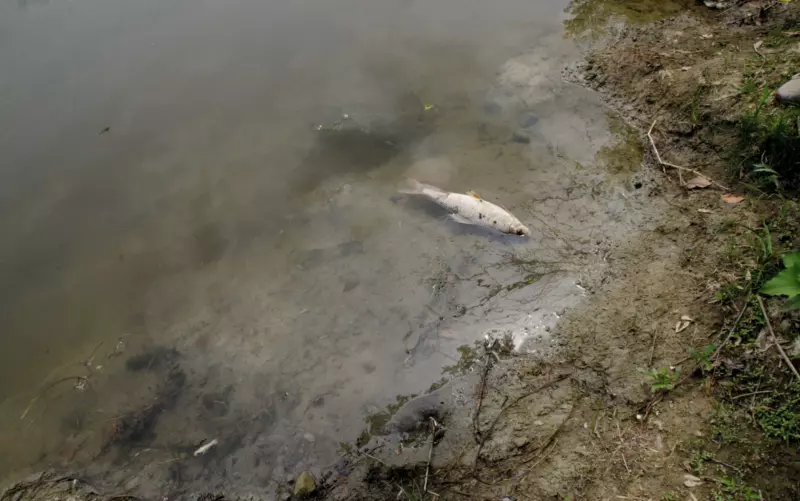 La Ville de Saint-Hyacinthe a reçu des amendes s’élevant à plus de 360 000 $ pour avoir contaminé la rivière Yamaska en 2016, causant la mort de milliers de poissons.Photothèque | Le Courrier ©