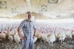 Grippe aviaire : des producteurs avicoles sur les dents