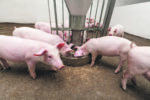 Une crise qui fait mal aux producteurs porcins