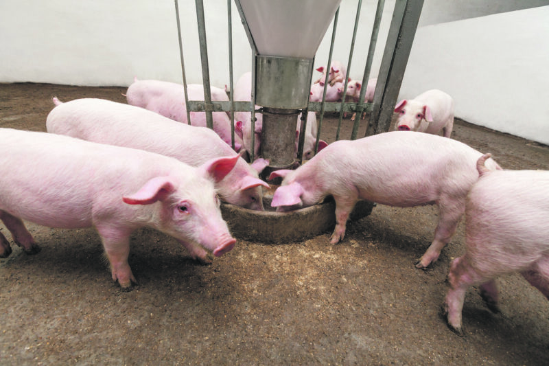 Une série de crises secoue depuis deux ans la production porcine au Québec qui remet même en question le modèle actuel. Photo EZ Fotos