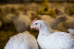 Des cas de grippe aviaire à Sainte-Hélène-de-Bagot et à Saint-Hugues