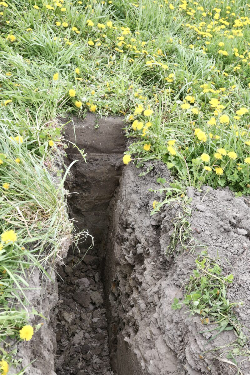 Une parcelle de la même terre agricole en santé, car elle n’a pas été travaillée depuis de nombreuses années. Photo Robert Gosselin | Le Courrier ©