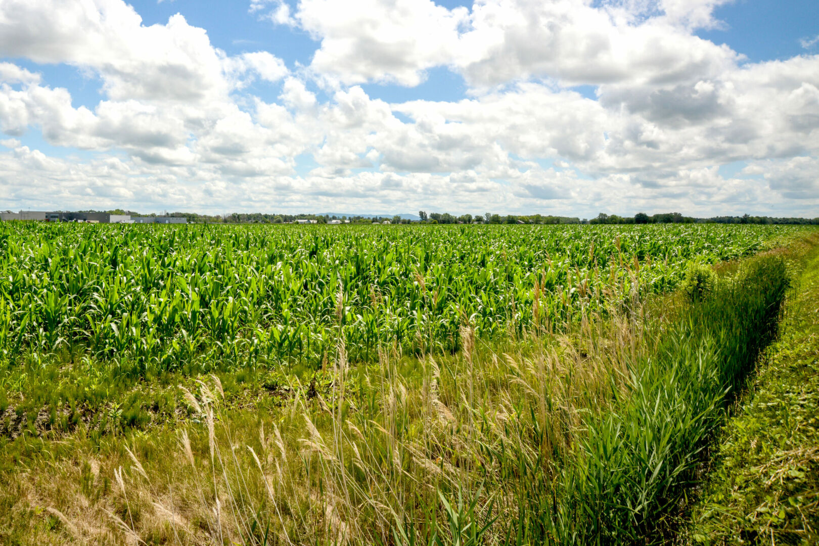 La démarche entreprise par le gouvernement du Québec vise à moderniser le régime de protection du territoire agricole et à favoriser la mise en valeur des activités agricoles. Photothèque | Le Courrier ©