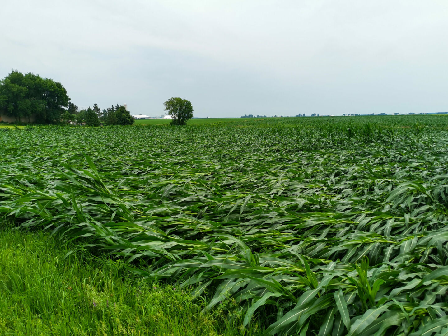 Les plants de cultures ont plié sous la force du vent. Photo Adam Bolestridge | Le Courrier ©