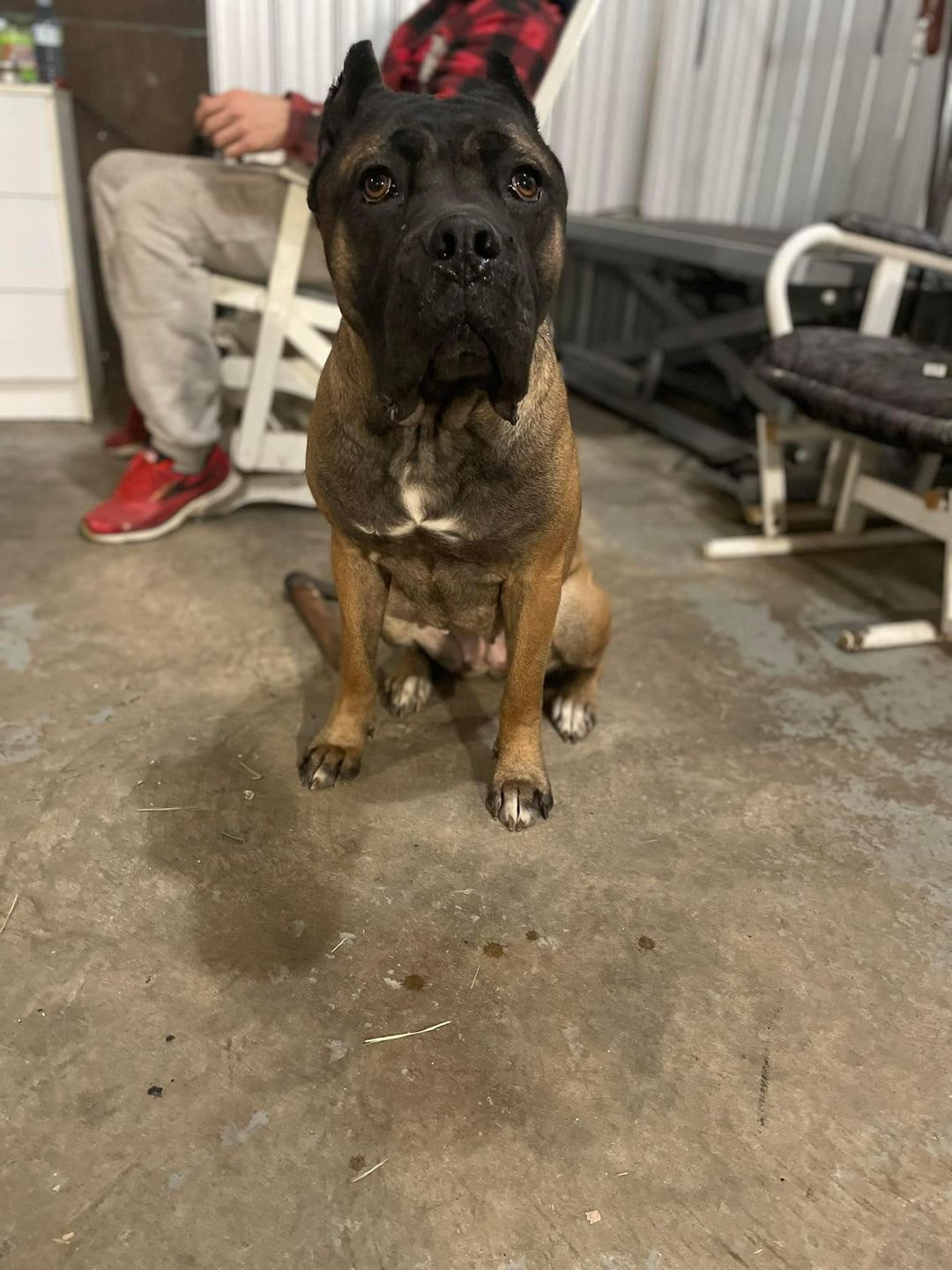Le chien de race cane corso au cœur des procédures engagées par la Ville de Saint-Hyacinthe. Photo tirée de Facebook