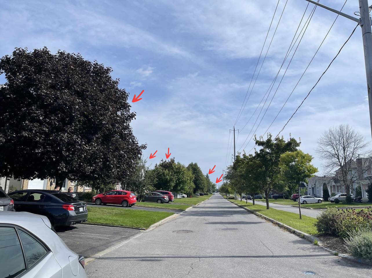 Les arbres ciblés par Hydro-Québec se trouvent dans ce corridor le long du boulevard Dansereau à Saint-Hyacinthe. Ces flèches indiquent les arbres devant êtres abattus. Photo gracieuseté