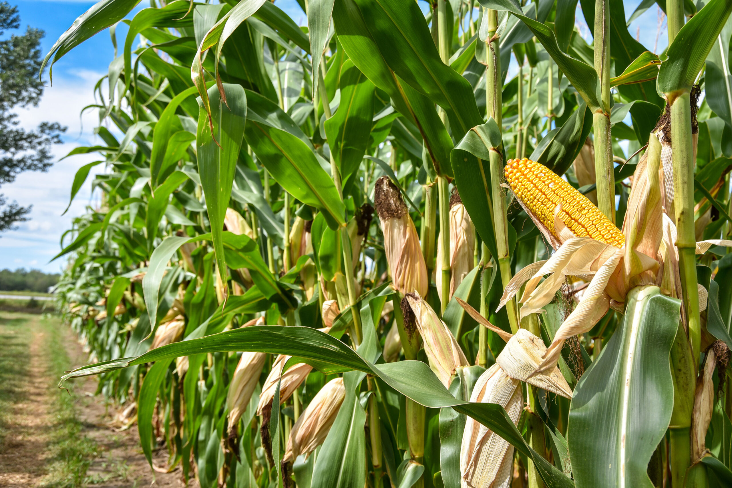 Au Québec, la valeur des terres agricoles a augmenté de 10,6 % durant les six premiers mois de 2023. Photo François Larivière | Le Courrier ©