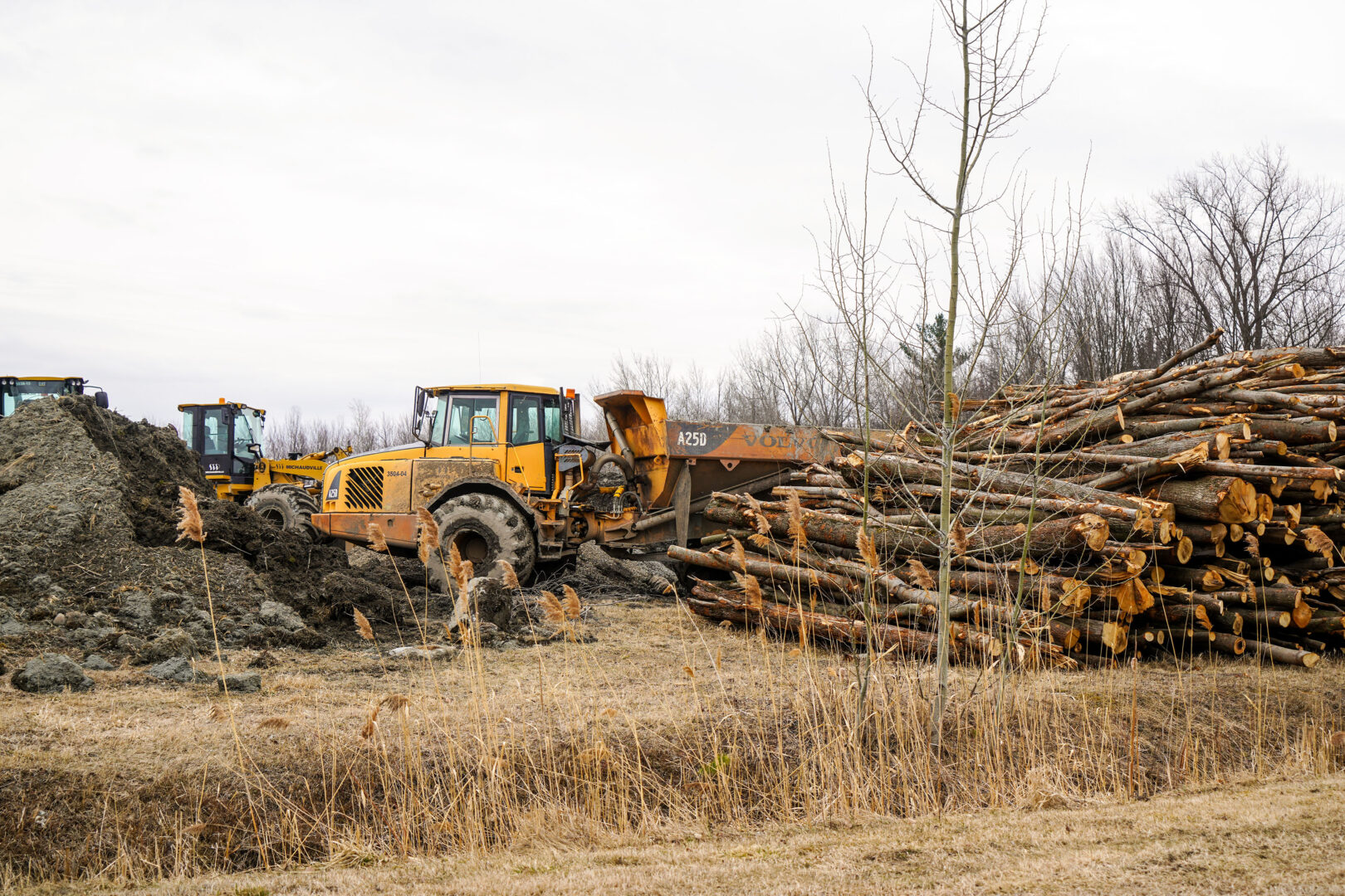 Les arbres sont abattus massivement depuis le 12 mars. Photo François Larivière | Le Courrier ©