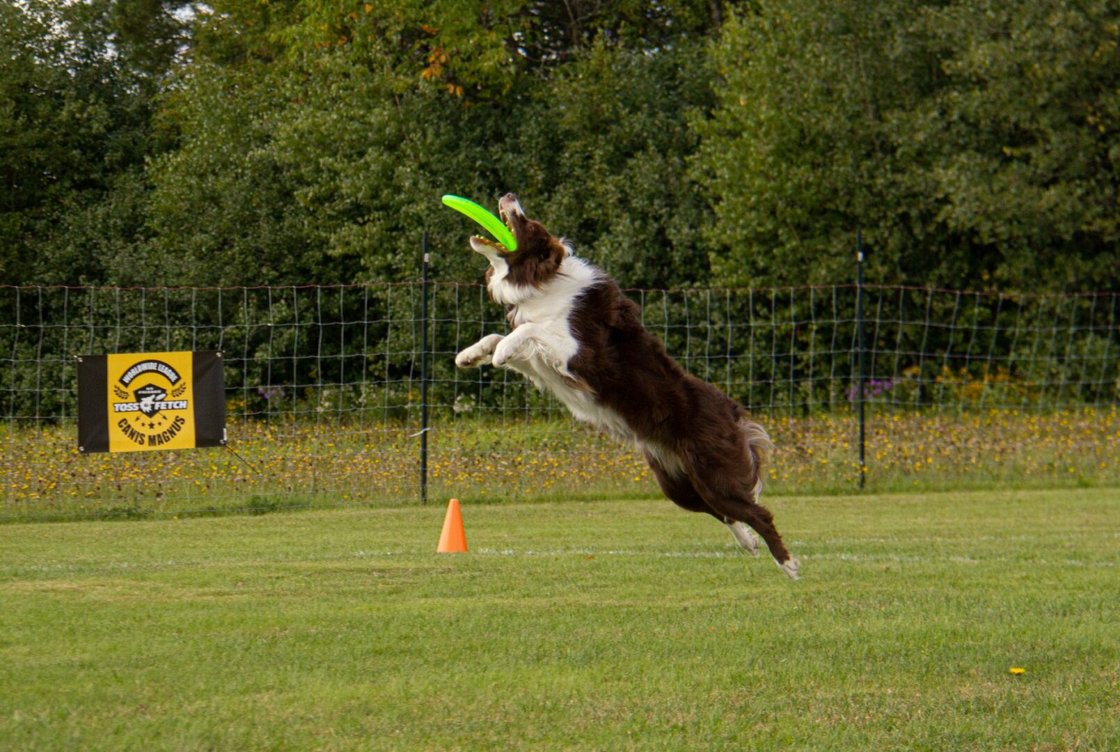 Parmi les nombreuses activités proposées au Festival du chien-chaud, il y a un spectacle d’agilité canine. Photo gracieuseté