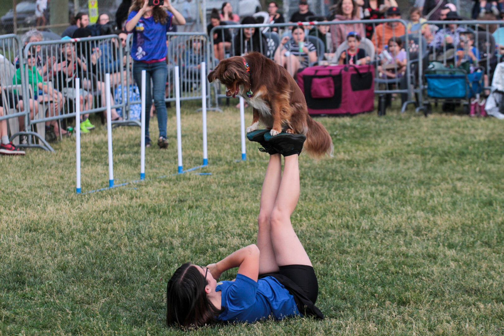 Le spectacle d’agilité canine a émerveillé petits et grands. Photo Adam Bolestridge | Le Courrier ©