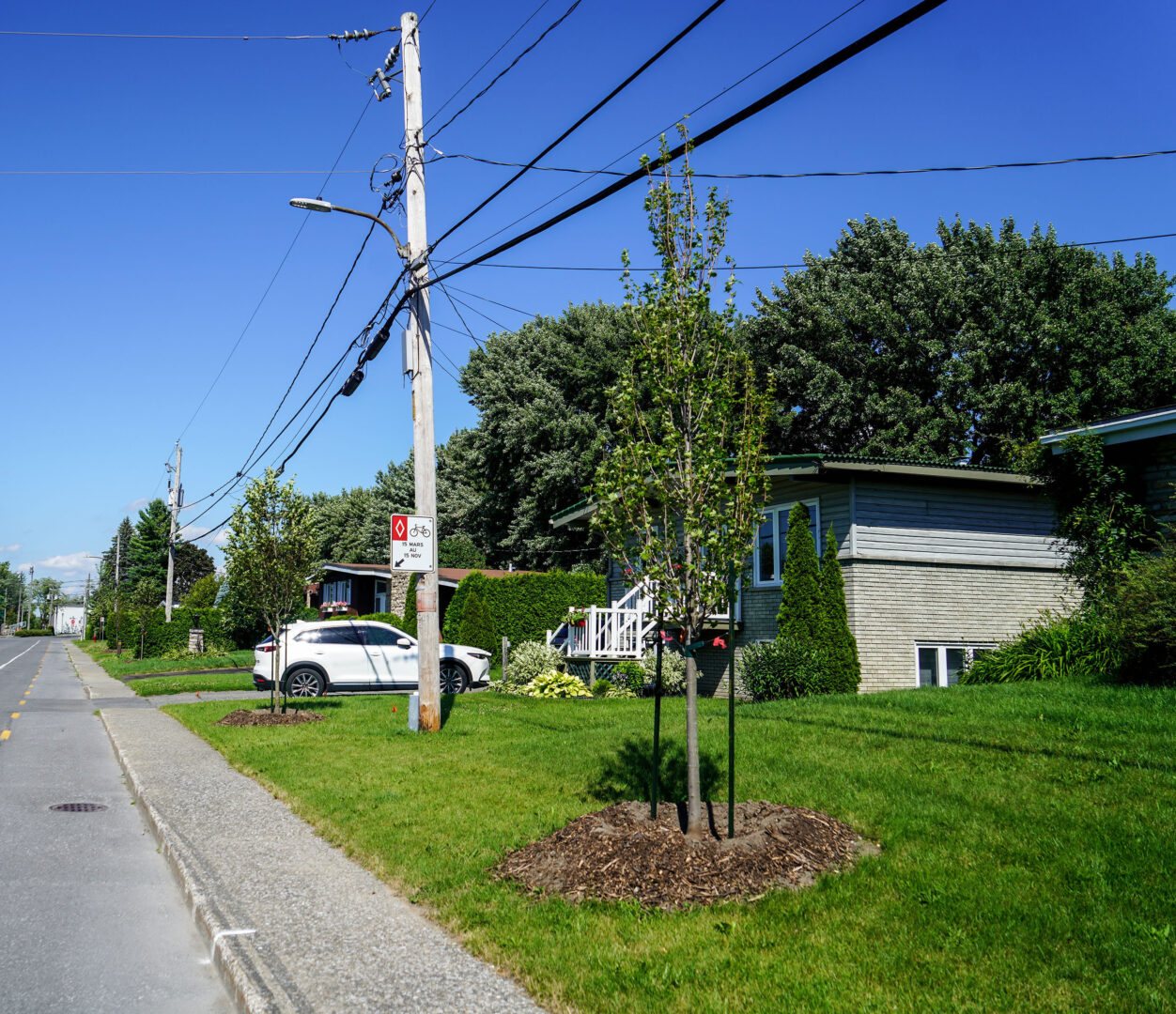 Près de 400 arbres ont été plantés sur les emprises municipales à Saint-Hyacinthe. Photo François Larivière | Le Courrier ©