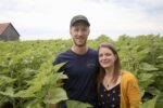 Des tournesols et des canards en août