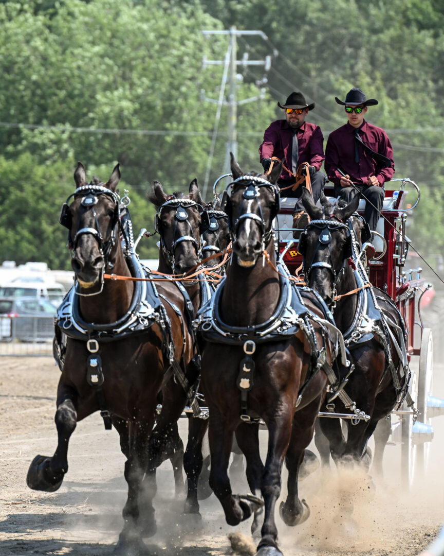 Les attelages de chevaux ont fait sensation, le 28 juillet. Photo François Larivière | Le Courrier ©